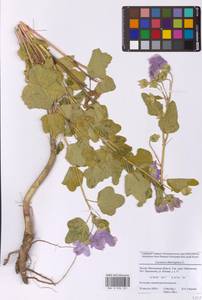 Просвирник тюрингенский, Восточная Европа, Московская область и Москва (E4a) (Россия)