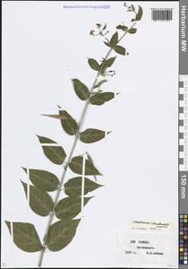 Ластовень Шмальгаузена (Kusn.) Litv., Кавказ, Ставропольский край, Карачаево-Черкесия, Кабардино-Балкария (K1b) (Россия)