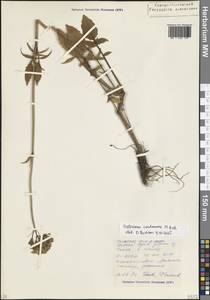 Валериана сердечниковая M.Bieb., Кавказ, Северная Осетия, Ингушетия и Чечня (K1c) (Россия)