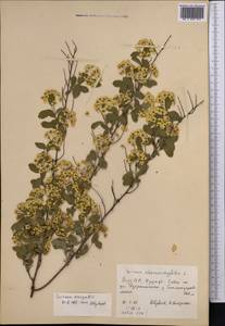 Spiraea ×vanhouttei (Briot) Zabel, Средняя Азия и Казахстан, Северный и Центральный Тянь-Шань (M4) (Киргизия)