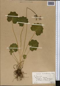 Primula matthioli subsp. turkestanica (Losinsk.) Kovt., Средняя Азия и Казахстан, Западный Тянь-Шань и Каратау (M3) (Казахстан)