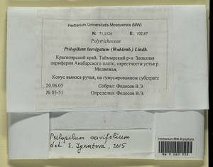 Psilopilum cavifolium (Wilson) I. Hagen, Гербарий мохообразных, Мхи - Красноярский край, Тыва и Хакасия (B17) (Россия)