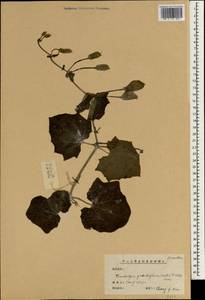 Thunbergia grandiflora (Roxb. ex Rottler) Roxb., Зарубежная Азия (ASIA) (КНР)