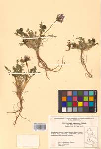 Oxytropis middendorffii subsp. trautvetteri (Meinsh.) Jurtzev, Сибирь, Дальний Восток (S6) (Россия)