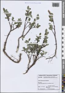 Ива буреющая Andersson, Сибирь, Центральная Сибирь (S3) (Россия)