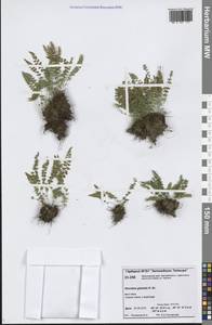 Вудсия головатая, Вудсия гладковатая R.Br., Сибирь, Центральная Сибирь (S3) (Россия)