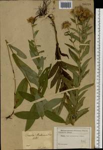 Pentanema salicinum subsp. salicinum, Восточная Европа, Южно-Украинский район (E12) (Украина)