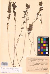 MHA 0 162 117, Rhinanthus serotinus var. vernalis (N. W. Zinger) Janch., Восточная Европа, Центральный лесостепной район (E6) (Россия)