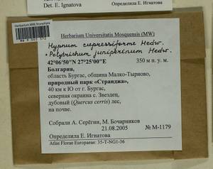 Hypnum cupressiforme Hedw., Гербарий мохообразных, Мхи - Западная Европа (BEu) (Болгария)