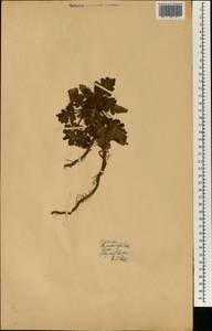 Lamiaceae, Африка (AFR) (Португалия)