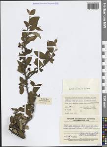 Кизильник, Зарубежная Азия (ASIA) (КНР)