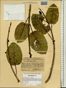 Ficus glumosa Del., Африка (AFR) (Эфиопия)
