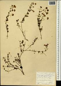 Лядвенец дорикниум L., Зарубежная Азия (ASIA) (Турция)