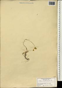 Petrosedum amplexicaule (DC.) Velayos, Зарубежная Азия (ASIA) (Турция)