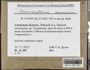 Homomallium connexum (Cardot) Broth., Гербарий мохообразных, Мхи - Дальний Восток (без Чукотки и Камчатки) (B20) (Россия)