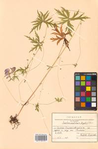 Aconitum karafutense subsp. karafutense, Сибирь, Дальний Восток (S6) (Россия)