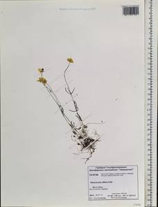 Ranunculus arcticus Richardson, Сибирь, Центральная Сибирь (S3) (Россия)