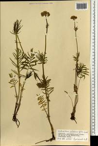 Валериана очереднолистная Ledeb., Монголия (MONG) (Монголия)