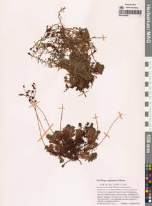 Камнеломка гребенчато-реснитчатая, Сибирь, Чукотка и Камчатка (S7) (Россия)