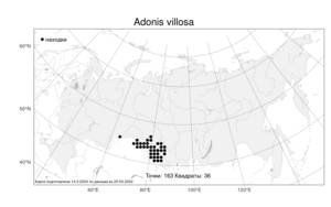 Adonis villosa, Горицвет пушистый Ledeb., Атлас флоры России (FLORUS) (Россия)