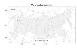 Verbena bonariensis, Вербена буэнос-айресская L., Атлас флоры России (FLORUS) (Россия)