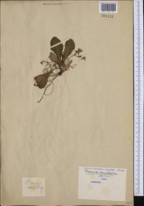 Primula vulgaris subsp. vulgaris, Западная Европа (EUR) (Сербия)