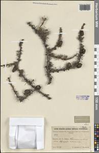 Лиственница, Сибирь, Прибайкалье и Забайкалье (S4) (Россия)