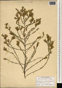 Pertya phylicoides Jeffrey, Зарубежная Азия (ASIA) (КНР)