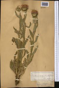 Чертополох поникший L., Средняя Азия и Казахстан, Джунгарский Алатау и Тарбагатай (M5) (Казахстан)