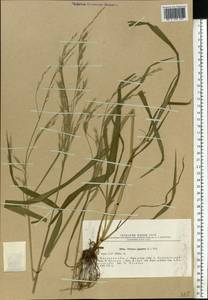 Lolium giganteum (L.) Darbysh., Восточная Европа, Северо-Украинский район (E11) (Украина)