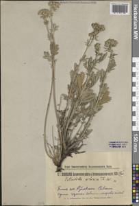 Лапчатка пенсильванская L., Средняя Азия и Казахстан, Северный и Центральный Казахстан (M10) (Казахстан)