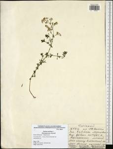 Подмаренник мягкий L., Восточная Европа, Центральный район (E4) (Россия)