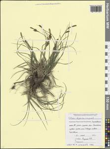 Осока Бордзиловского (V.I.Krecz.) T.V.Egorova, Кавказ, Ставропольский край, Карачаево-Черкесия, Кабардино-Балкария (K1b) (Россия)