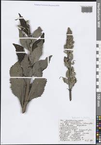 Коровяк мучнистый L., Восточная Европа, Центральный лесостепной район (E6) (Россия)