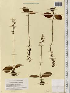 Hemipilia cucullata (L.) Y.Tang, H.Peng & T.Yukawa, Восточная Европа, Центральный район (E4) (Россия)