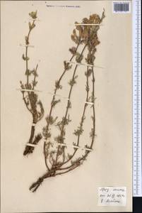 Змееголовник дваждыперистый Rupr., Средняя Азия и Казахстан, Северный и Центральный Тянь-Шань (M4) (Киргизия)