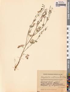 Хохлатка сибирская (L.fil.) Pers., Сибирь, Чукотка и Камчатка (S7) (Россия)