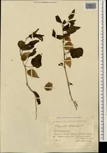 Alkekengi officinarum Moench, Кавказ, Грузия (K4) (Грузия)