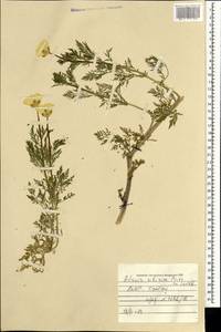 Горицвет сибирский Patrin ex Ledeb., Монголия (MONG) (Монголия)