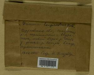 Grimmia longirostris Hook., Гербарий мохообразных, Мхи - Пермский край, Удмуртия, Свердловская и Кировская области (B8) (Россия)
