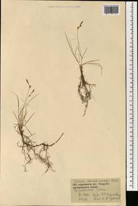 Осока Коржинского Kom., Монголия (MONG) (Монголия)