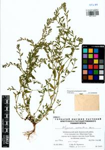 Polygonum arenastrum subsp. arenastrum, Сибирь, Прибайкалье и Забайкалье (S4) (Россия)