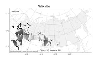 Salix alba, Ива белая, Ветла L., Атлас флоры России (FLORUS) (Россия)