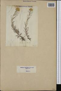 Helichrysum stoechas (L.) Moench, Западная Европа (EUR) (Италия)