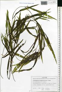 Potamogeton × angustifolius J.Presl, Восточная Европа, Центральный лесной район (E5) (Россия)