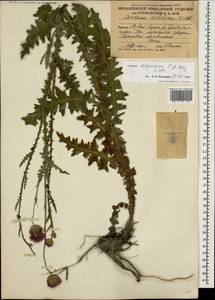 Чертополох прижатый C. A. Mey., Кавказ, Южная Осетия (K4b) (Южная Осетия)