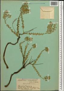 Aethionema cordatum (Desf.) Boiss., Кавказ, Армения (K5) (Армения)