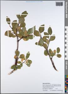 Ива филиколистная L., Сибирь, Западная Сибирь (S1) (Россия)