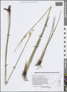 Juncus rigidus Desf., Зарубежная Азия (ASIA) (ОАЭ)