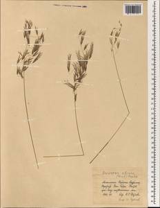 Костер Пампелла Scribn., Монголия (MONG) (Монголия)